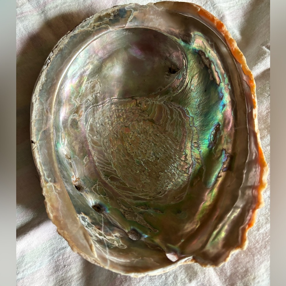Very Large Haliotis rufescens (red abalone)Beautiful Iridescent Colors